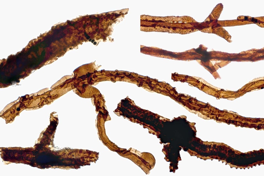 Filaments of 440-million-year-old Tortotubus fungus