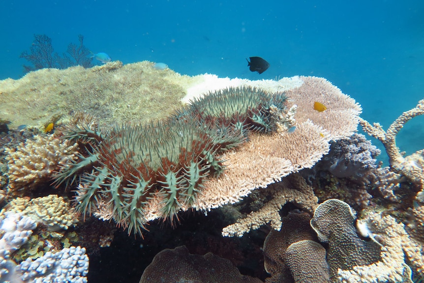 Two large crown-of-thorns starfish sitting on top of coral in the Great Barrier Reef.