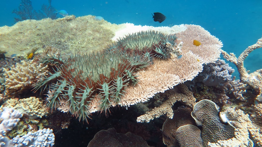 Two large crown-of-thorns starfish sitting on top of coral in the Great Barrier Reef.