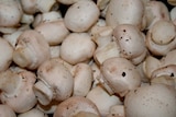 A pile of mushrooms