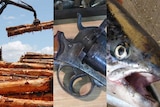 Logging, firearm, salmon composite image.
