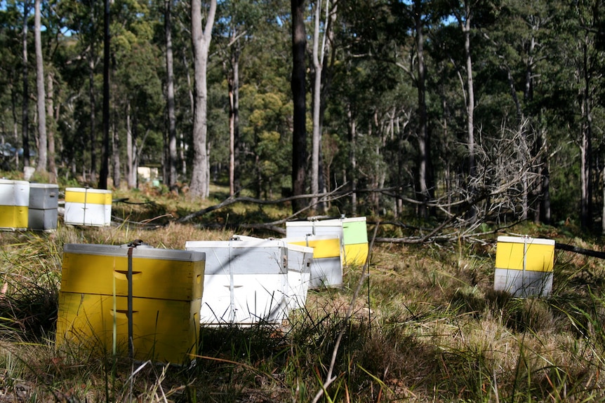 Bee hives in a forest.