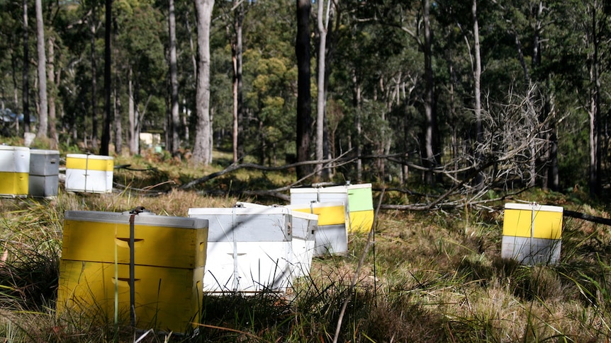 Bee hives in a New South Wales state forest.