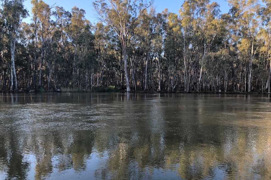 Murray River at Picnic Point, near Mathoura