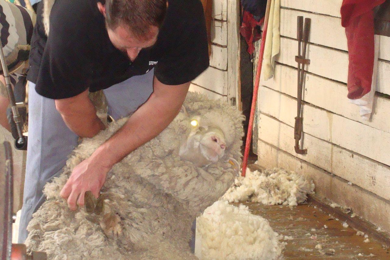 Endurance shearing record attempt - ABC News