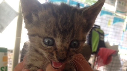 A kitten in RSPCA's care.