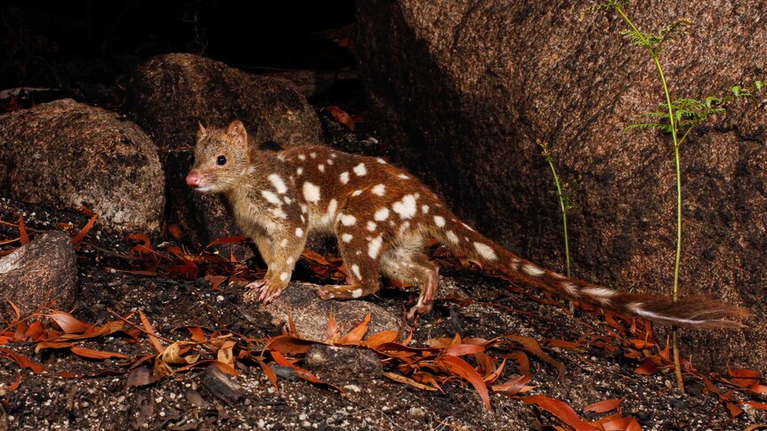 A spotted quoll in a rocky outcrop