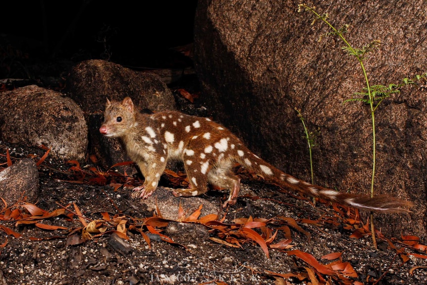 A spotted quoll in a rocky outcrop