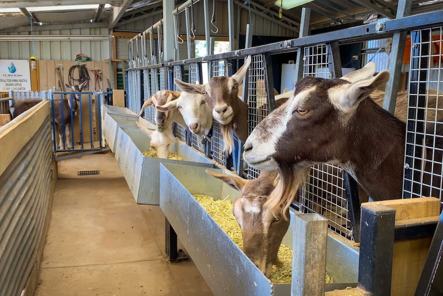 Eating while being milked