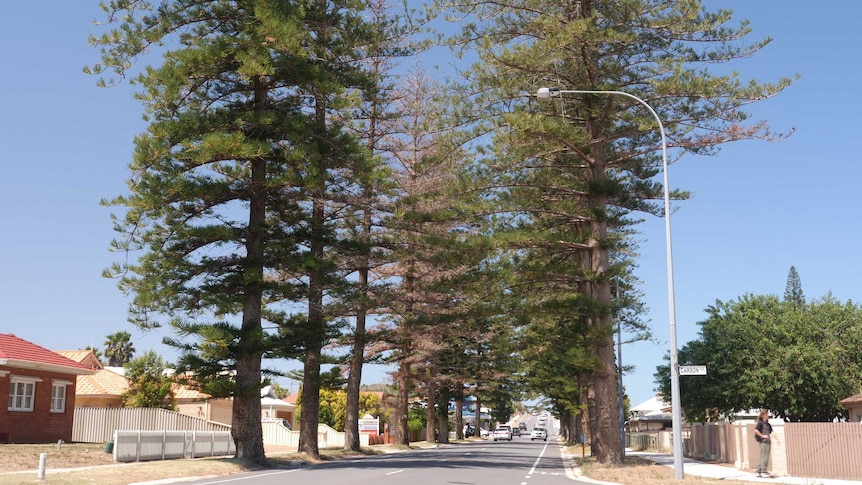 Two rows of pine trees line a residential street.