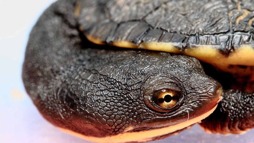 A close-up shot of an oblong turtle.