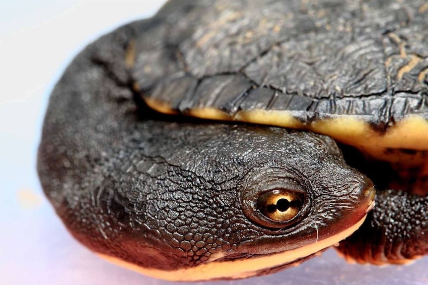 Close up shot of oblong turtle