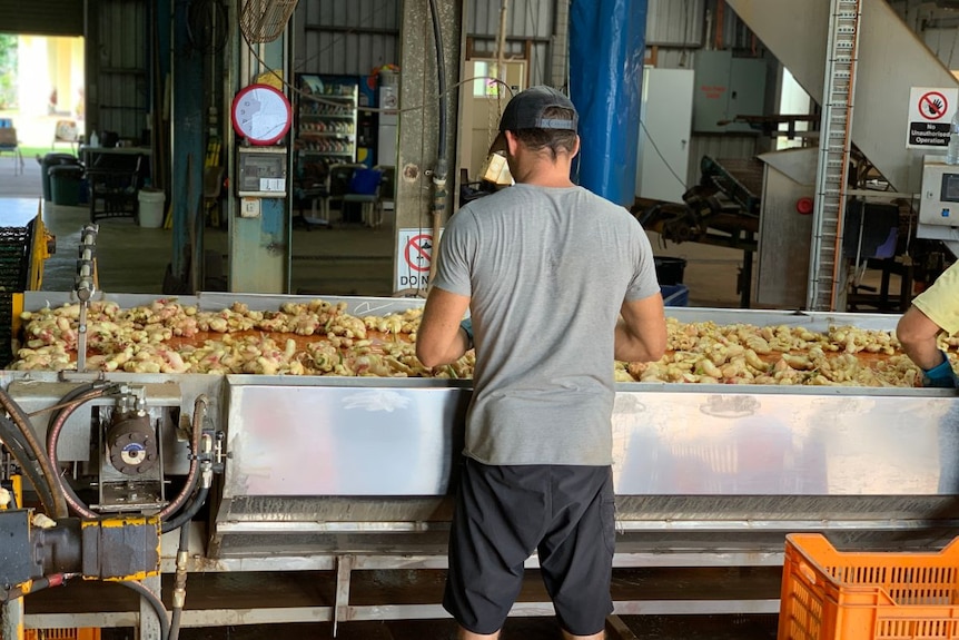 A man stands with his back to the camera, picking up fresh ginger off a bench.