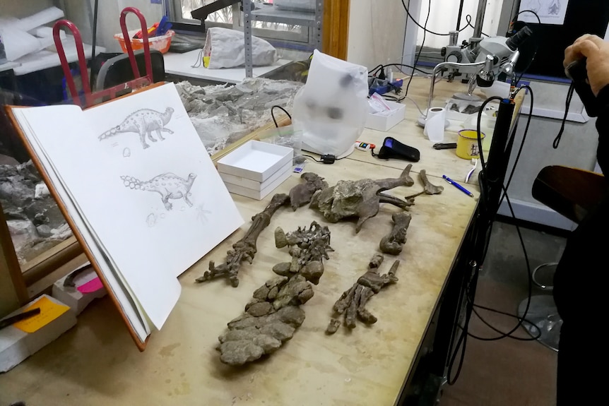 Huesos fosilizados de Stegouros elengassen en una mesa de examen