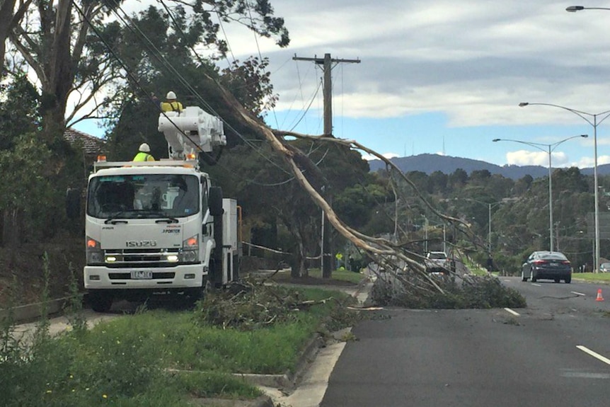 Tree on power lines after wild weather in Victoria