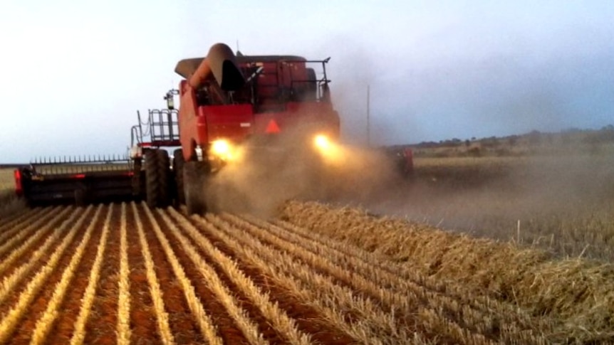 A harvester leaving windrows for later burning