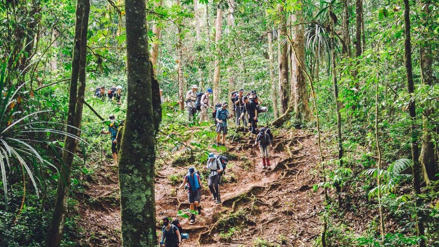 Hikers walking through forest.