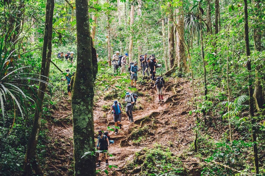 Hikers walking through forest.