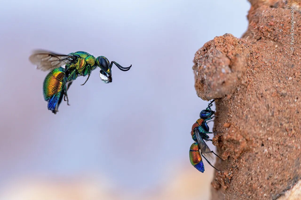 Near Montpellier, France, a cuckoo wasp is captured mid-air trying to enter a mason bee's clay burrow