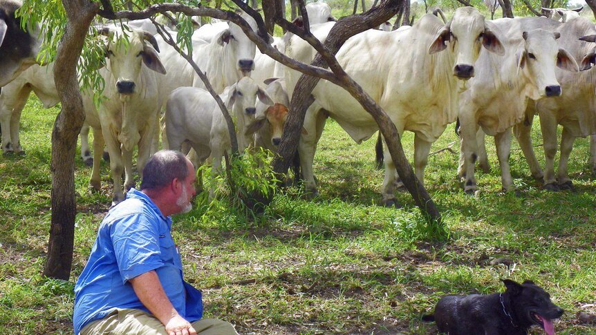 Man sits underneath tree with working dog as cattle surround him