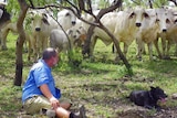 Man sits underneath tree with working dog as cattle surround him