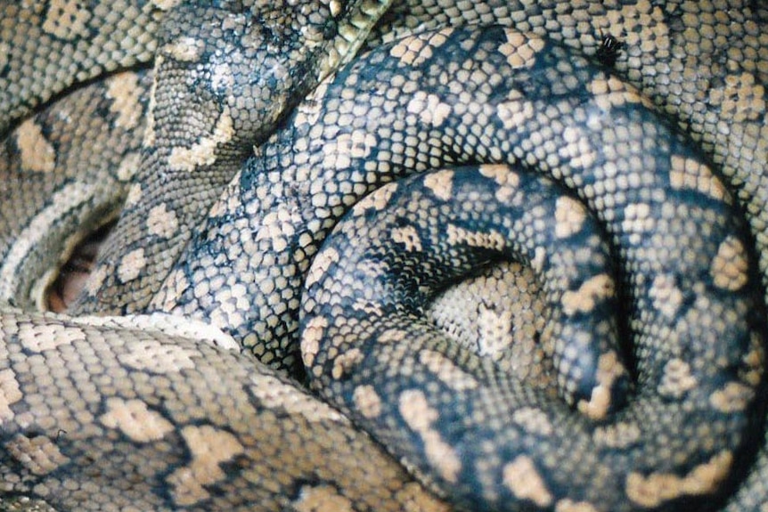 A carpet snake curled up under a bush.