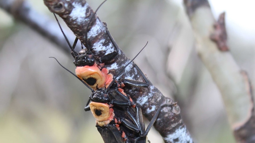 Close up on small fly like insects mating on a tree branch.