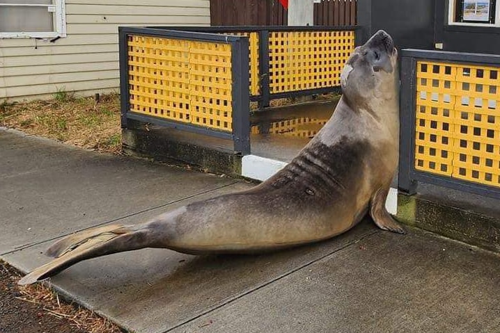 An elephant seal rubs against a yellow lattice fence outside a real estate agency