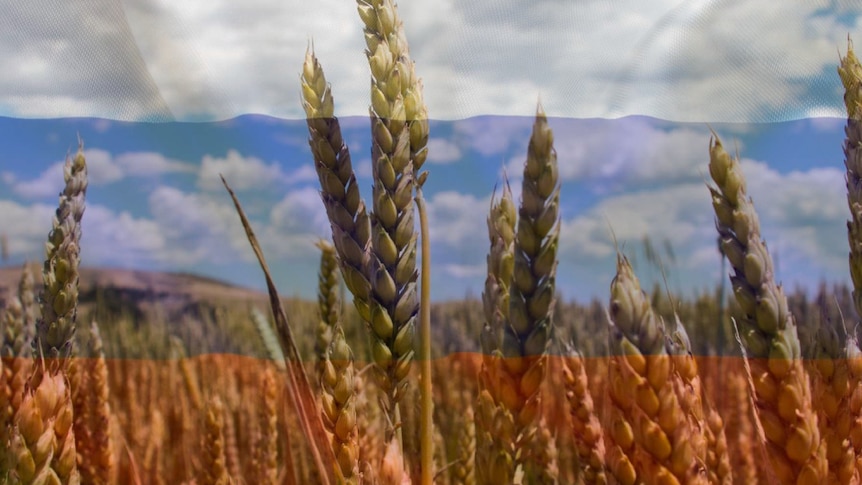 Wheat in a field overlayed with the flag of Russia.