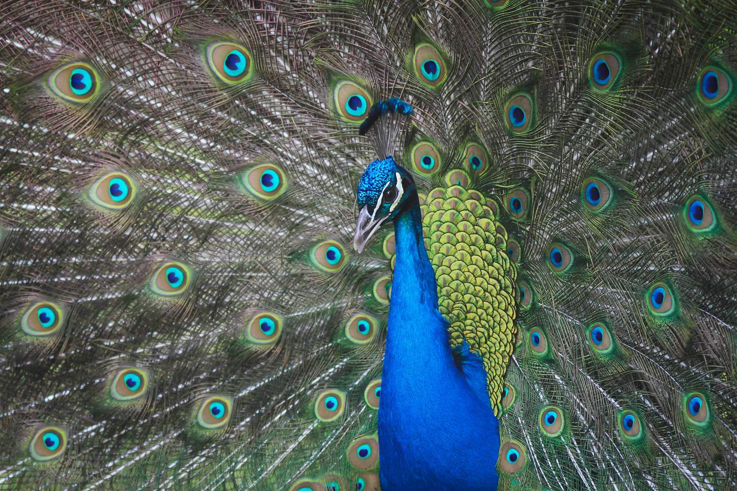 A peacock is displaying his plumage