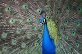 A peacock is displaying his plumage