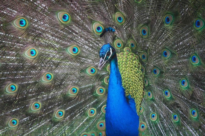 A peacock is displaying his plumage