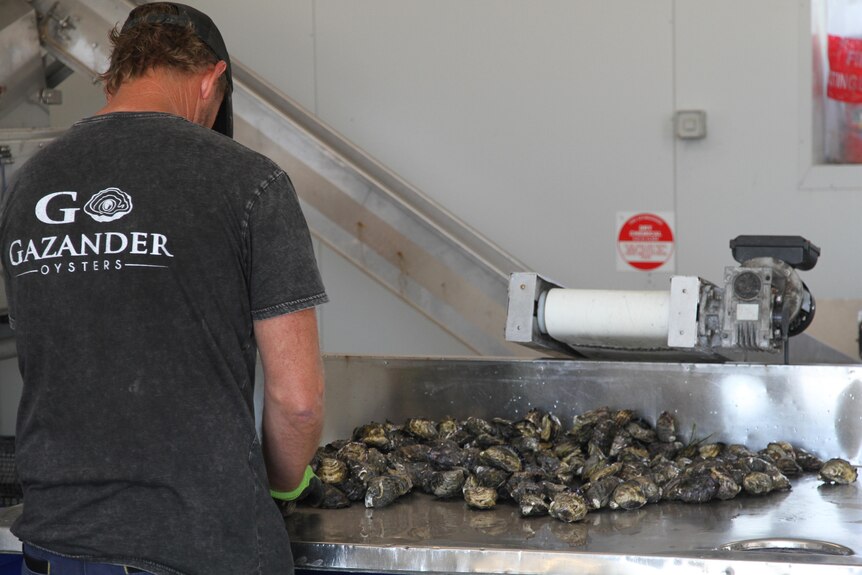 a man in a gazander Oyster t-shirt sorts through unshucked oysters