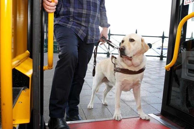 An assistance dog on a lead boards a train in New South Wales.
