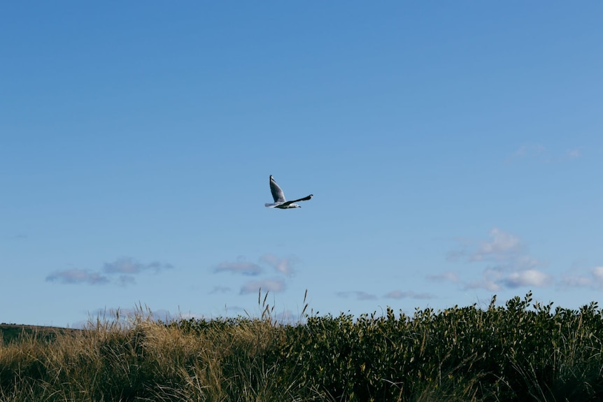 A silver gull flies into the blue sky over sand dunes.