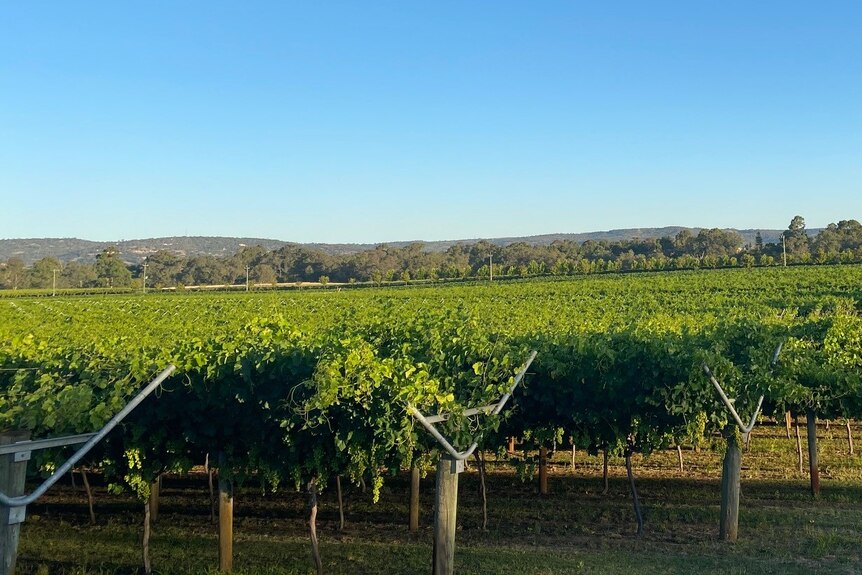 Una foto de paisaje de viñedos rodantes.