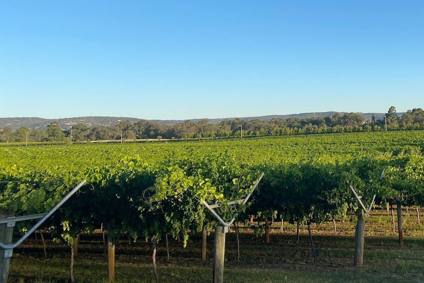 A landscape photo of rolling grape vines.