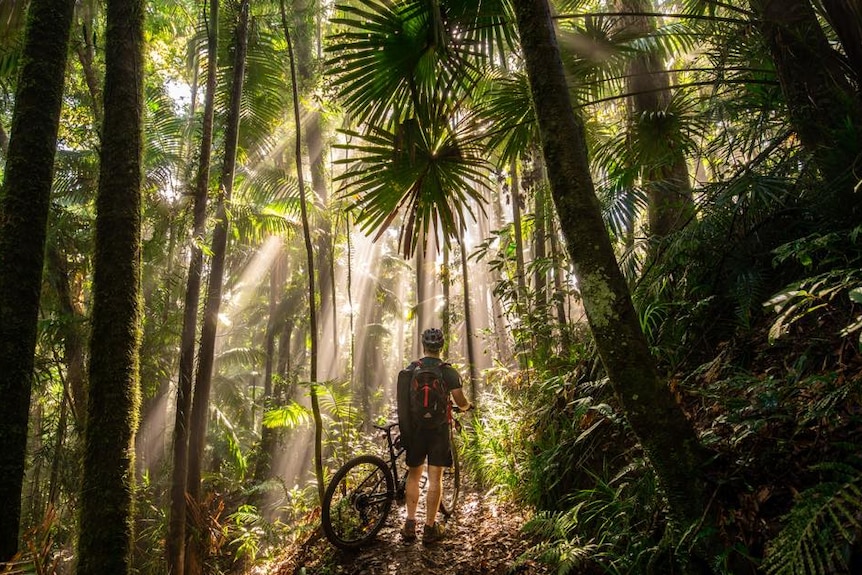 Man standing in the rainforest holding a mountain bike, silhouetted by sunlight streaming down from the canopy.