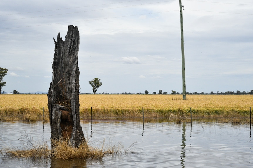 A dead tree stump stands in ankle deep water in front of a yellow wheat crop.