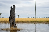 A dead tree in flood water.