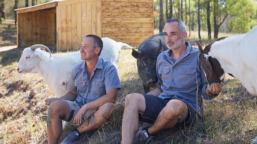 Two men sit on the ground surrounded by farm animals.