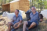 Two men sit on the ground surrounded by farm animals.