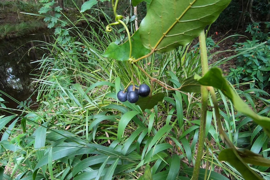 A couple of blue berries on a vine.