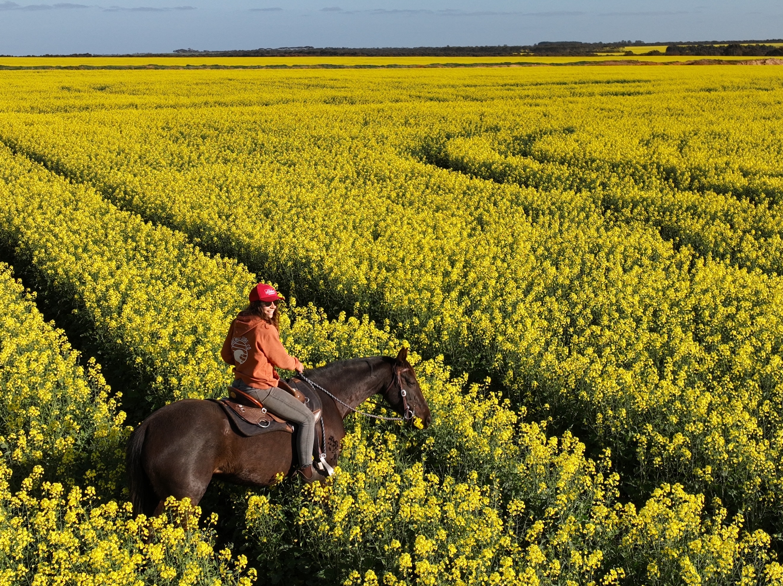 A woman rides a brown horse through a field of yellow canola.