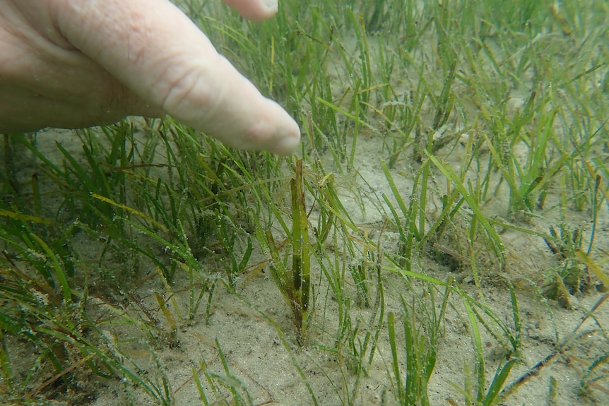A hand underwater pointing at seagrass.