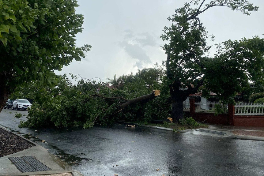 A fallen tree on a road in Temple Street in Victoria Park after a thunderstorm.