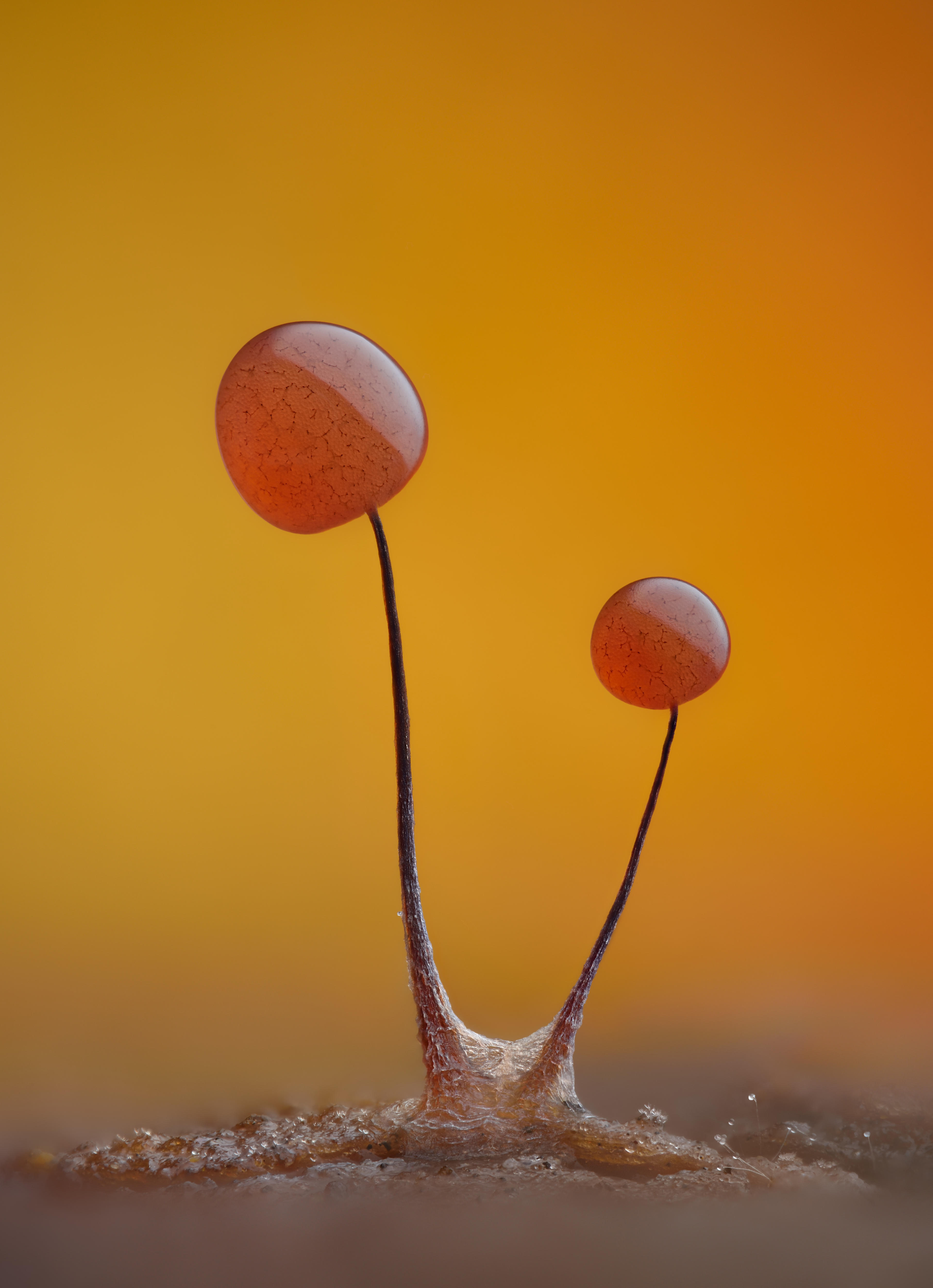 Yellow background with two dark stems coming off the ground with a red ball on top