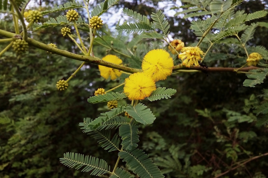 A plant with yellow puff-ball flowers, thorns and feathery leaves