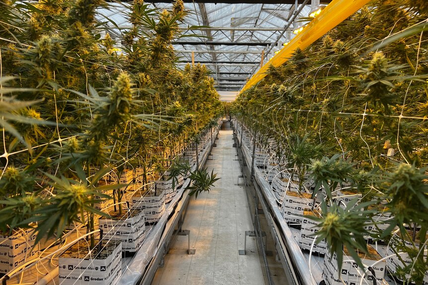 A row of medicinal cannabis plants growing.