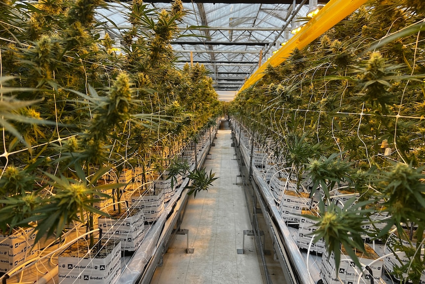 一排药用大麻植物正在生长。